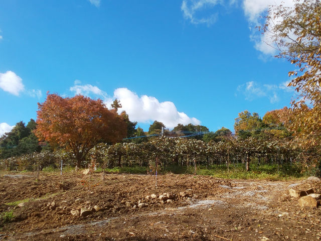 ���܁[�Ƃ炢�Ӕ_���@KITSUKI�@