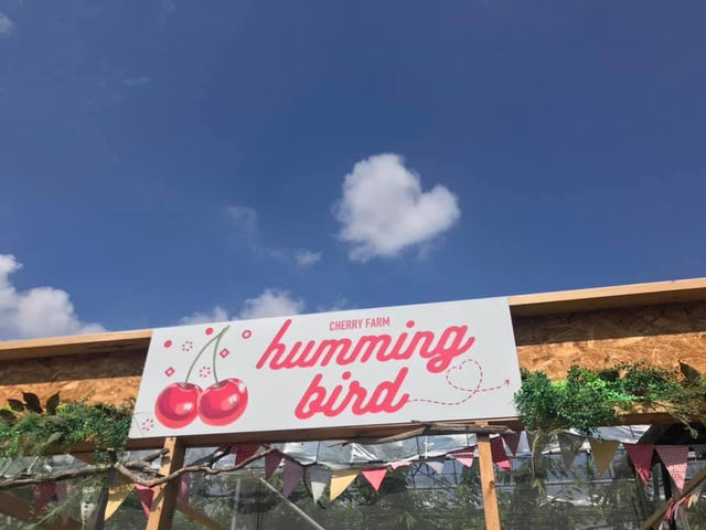 ��C������ł܂�_humming bird
