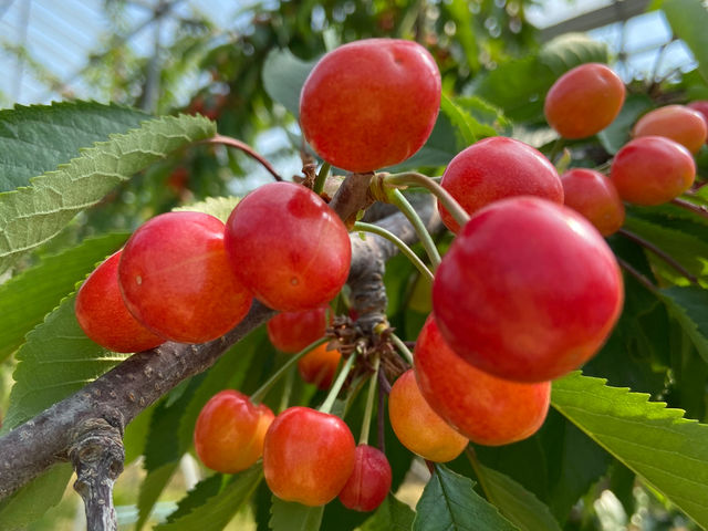 ���͂������傫���ɂ�������肪����܂�_humming bird