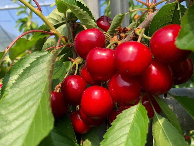 �嗱�v���v��_humming bird