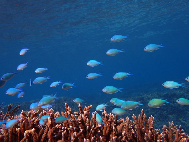 �J���t���ȔM�ы������̓����Ԃ��y���܂��Ă���܂���_Lulu Sun