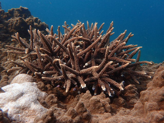 �X��������ς��I�I_Lulu Sun