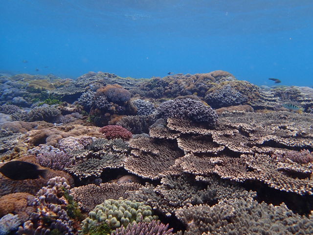 �厩�R���c��L���ȎX��ʁ�_Lulu Sun