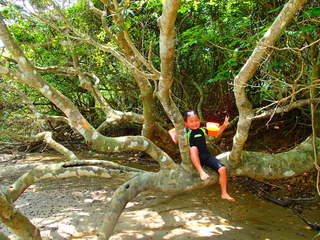 �q���ɂƂ��Ă͋M�d�ȃ��A����`����_Lulu Sun