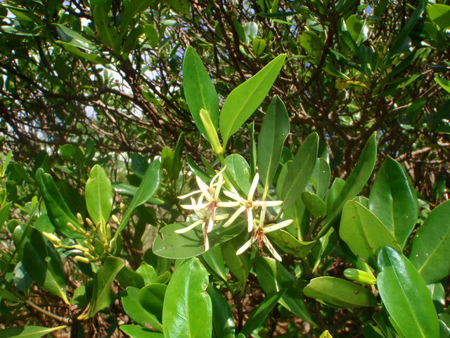 ���q���M�̉�_Lulu Sun