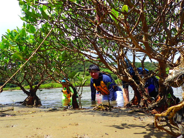 �}���O���[�u���Ő������T����_Lulu Sun