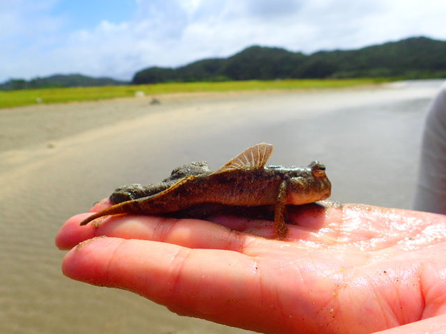 �g�r�n�[�����I�I_Lulu Sun