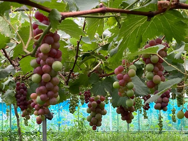 �F�t���n�߂��Ԃǂ�_�X�J���x�t�@�[��