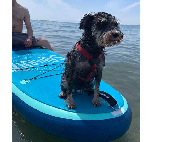 �����`������SUP��_WAVE Surf Sports