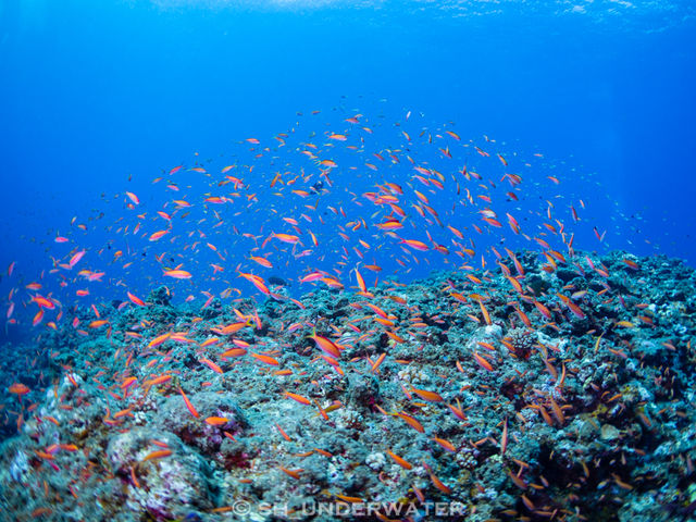 ��������M�ы��Ɋ������邱�ƊԈႢ�Ȃ��I_BLUE ALOHA�{�Ó�