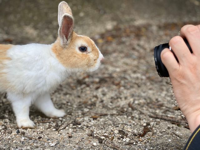 ��v�쓇�E�n�}���������Ă��������A���݂͂������̓���_�J�[�v�ό��i�L���̃J�[�v�^�N�V�[�j