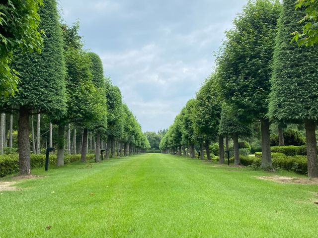 �N�i�뉀�ɍs���Ă݂��I_�J�[�v�ό��i�L���̃J�[�v�^�N�V�[�j