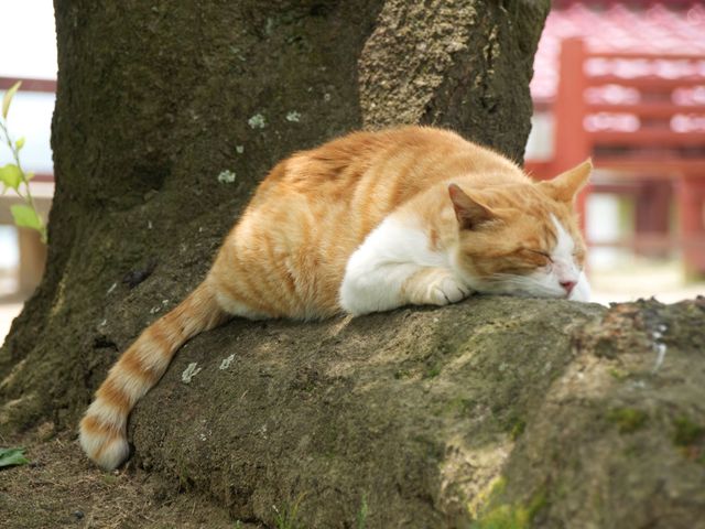 �����E�����Ă��邾���Ŗ������L�̍ד�_�J�[�v�ό��i�L���̃J�[�v�^�N�V�[�j