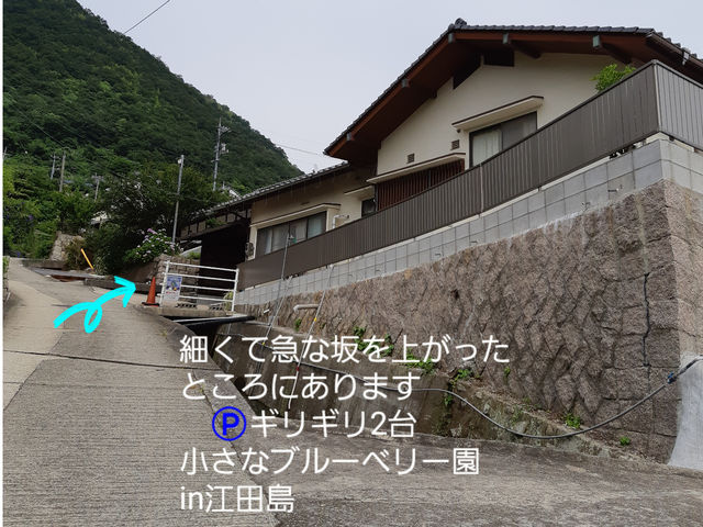県道36号線から曲がって細く急な坂を上がったところに小さなブルーベリー園in江田島はあります　駐車は2台までです
＼(^_^)(^_^)／_小さなブルーベリー園 in 江田島