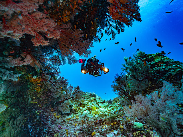 �L���C�ȃT���S�̃g���l��_����t���A�_�C�u