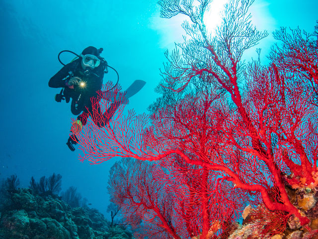 ��_�ȐF����_����t���A�_�C�u