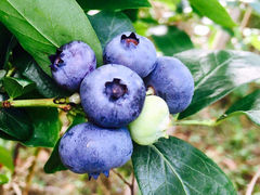 坂口農園ブルーベリー園では、約500本のハイブッシュ系のブルーベリーを栽培しています。_坂口農園
