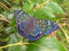 自然に恵まれた環境で育ったブルーベリーは、格別の味！
綺麗な蝶々にも出会えるかも。_坂口農園