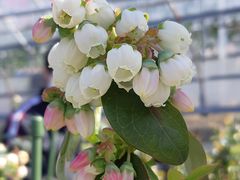 トワイライトの花
ピンクの蕾から白い花になります_小さなブルーベリー園 in 江田島