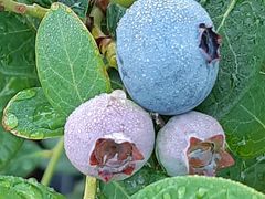 ブルーベリーの実はブルームという白い粉で守られています_小さなブルーベリー園 in 江田島