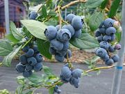 Apple&Blueberry Garden Ƃ̎ʐ^2