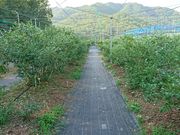 Apple&Blueberry Garden Ƃ̎ʐ^3