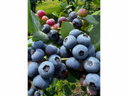 �쒬�c�u���[�x���[���̎ʐ^2