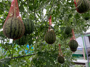 �쒬�c�u���[�x���[���̎ʐ^4