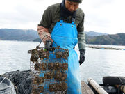 Yamashita-Pearl̎ʐ^3