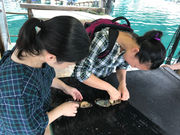 Yamashita-Pearl̎ʐ^4