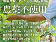 �Ԃ�ׂ肿���̔��̎ʐ^3