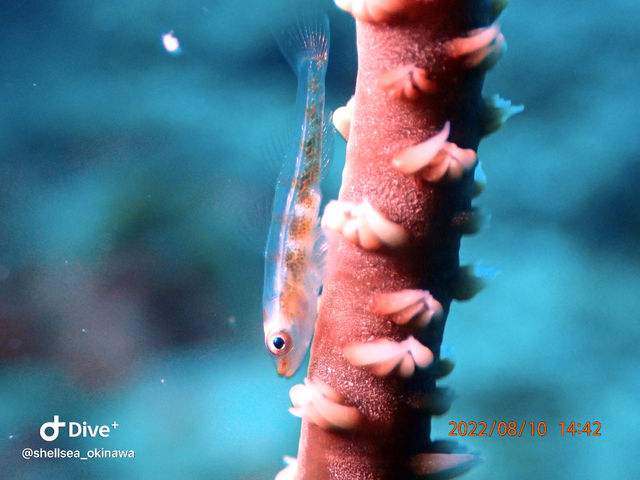 �J��������g���ă}�N���T�C�Y�̐������ʐ^�Ɏ��߂邱�Ƃ��o���܂��I_�V�F���V�[