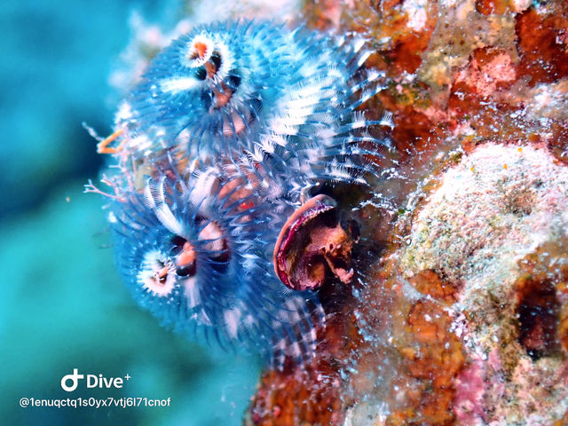 �����J�����̎g�p���@���}�X�^�[����X�y�V�����e�B�E�_�C�r���O�w�����t�H�g�X�y�V�����e�B�x��GET���悤�I_�V�F���V�[