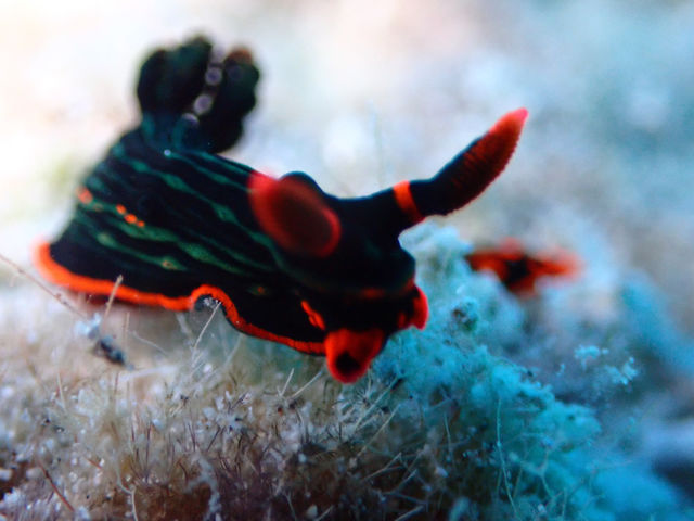 �E�~�E�V�͊C�̕�΂ƌĂ΂�Ă���܂�(^^)�l�X�ȃE�~�E�V���ώ@���悤�I_�V�F���V�[