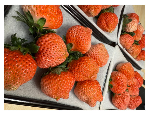 �t�B�I�[���������� 2nd�n�E�X