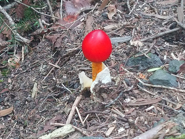 �t�W���}�g���b�N�c�A�[