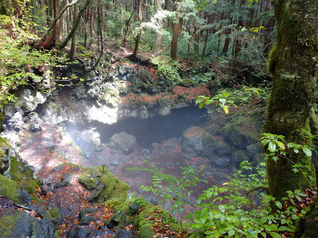 �t�W���}�g���b�N�c�A�[