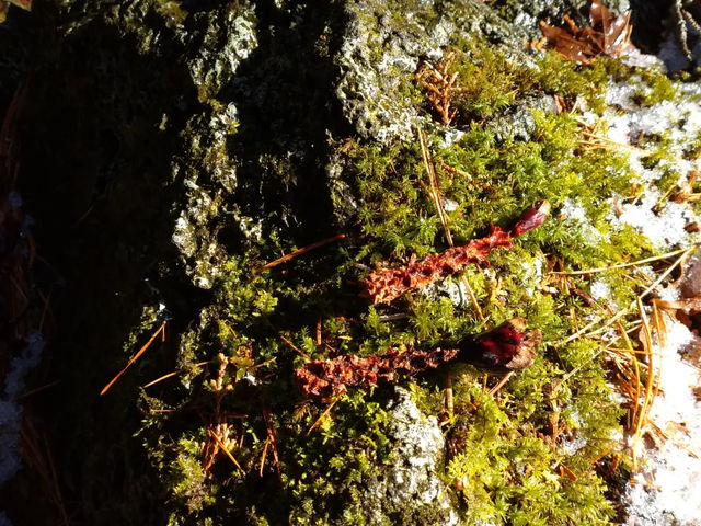 �t�W���}�g���b�N�c�A�[