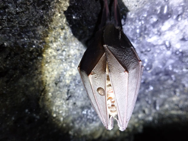 �t�W���}�g���b�N�c�A�[