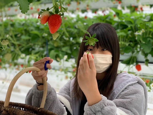 ���������������I_ichigos Yokohama-�C�`�S�X���l