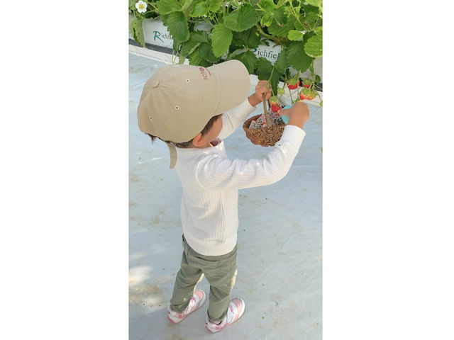 ���q�l�p�̈��S�J�o�[�̂����͂��݂ƁA���킢���T�C�Y�̂��������p�ӂ��Ă���܂��B_ichigos Yokohama-�C�`�S�X���l