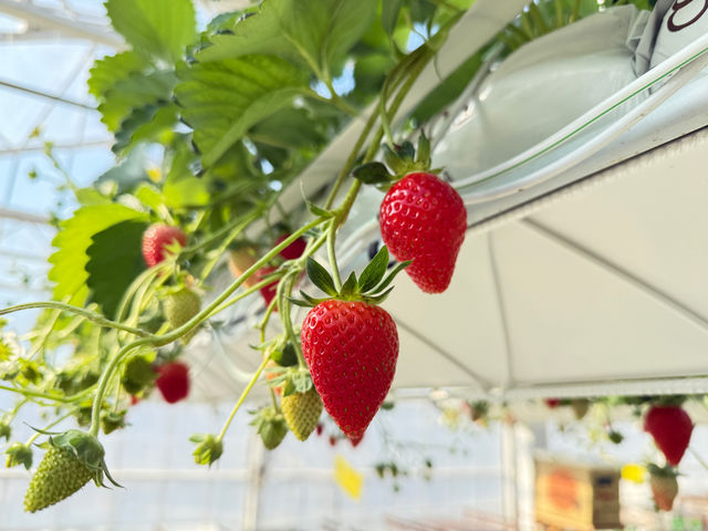 �����������Ȃ������̑�ʁB_ichigos Yokohama-�C�`�S�X���l