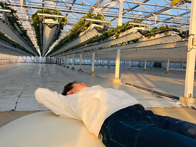 ���`�̃\�t�@�ŃS�����Ƃ��Ă݂ẮH_ichigos Yokohama-�C�`�S�X���l