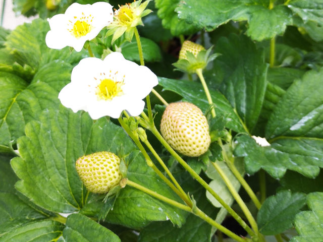 ���C�`�S���͔|���Ă���̂̓C�`�S���ł͒������ł��ˁB_�����_��