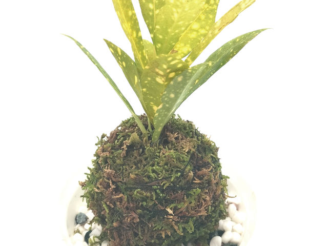 �ۋʂ���̃��[�N�V���b�v_���^���t�H���X�g