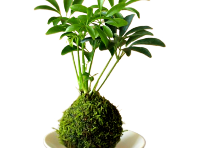 ���͐��삵���΂���ł������P��������Y��ȃO���[���ɂȂ�܂��B_���^���t�H���X�g