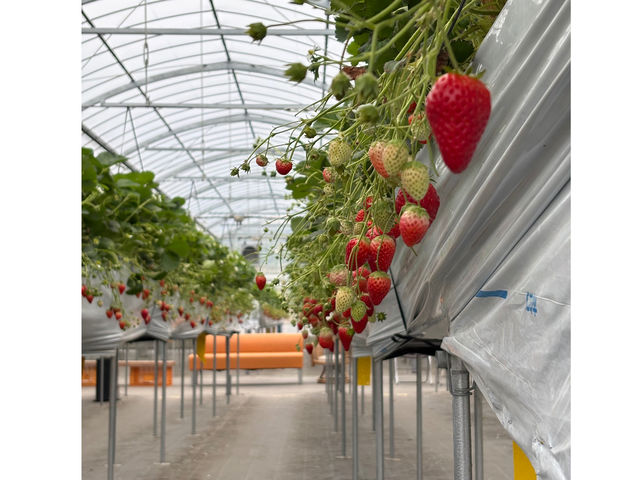 �����̂������_��