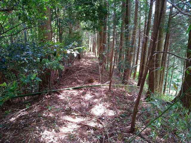 �Ó��ɍ������ޖؘR����B_�b�ꃊ�A���E�Ҍ�����