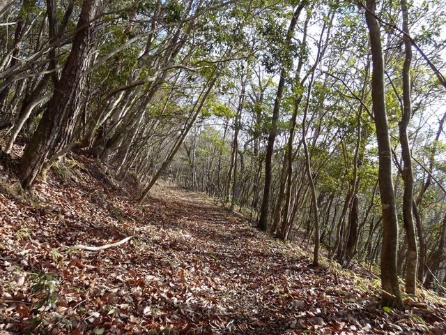 ���ꂽ���̐_�N���[�g_�b�ꃊ�A���E�Ҍ�����