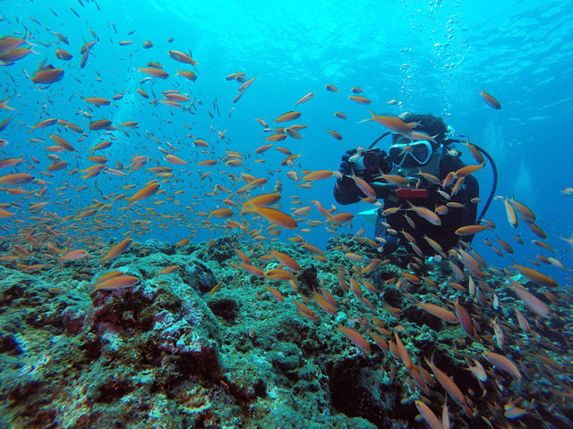 �{�Ó��_�C�r���O�V���b�v �T���A�C�����h